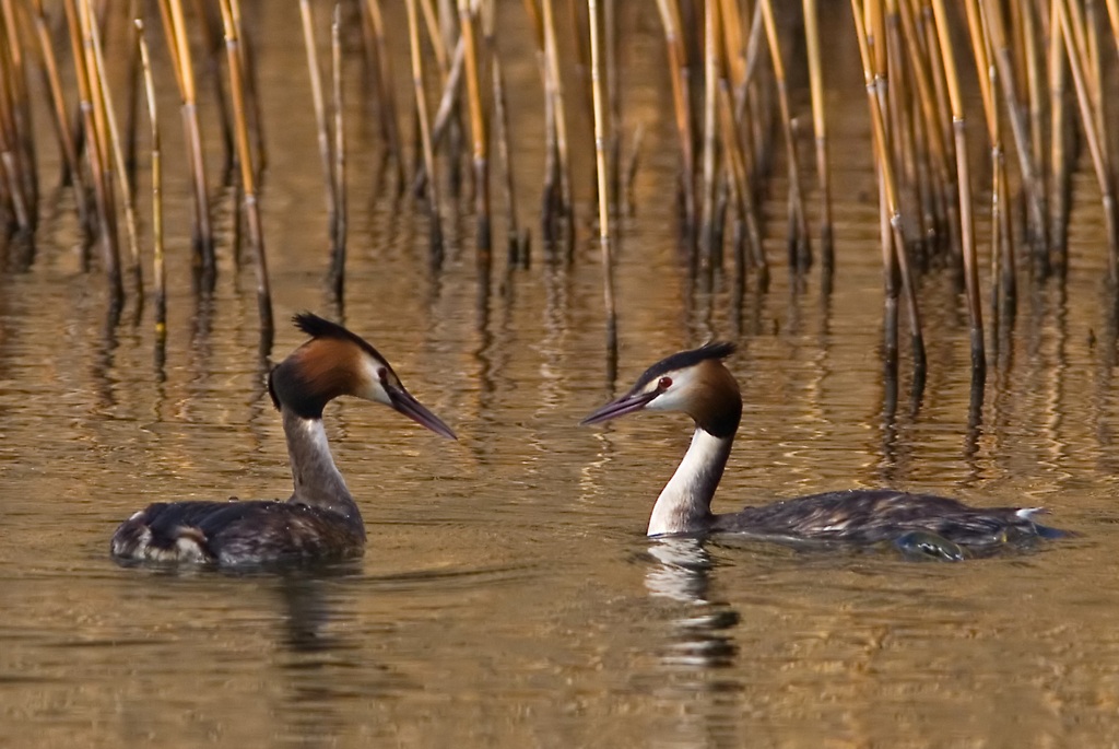 Svassi Podiceps cristatus  in parata